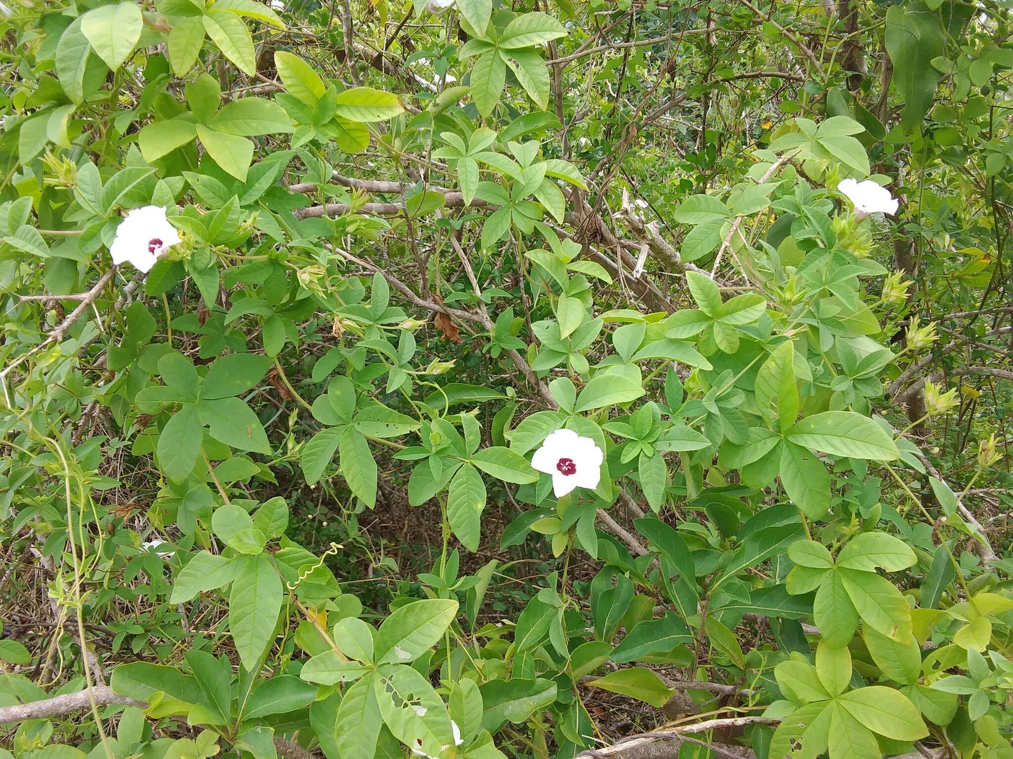 Image of roadside woodrose