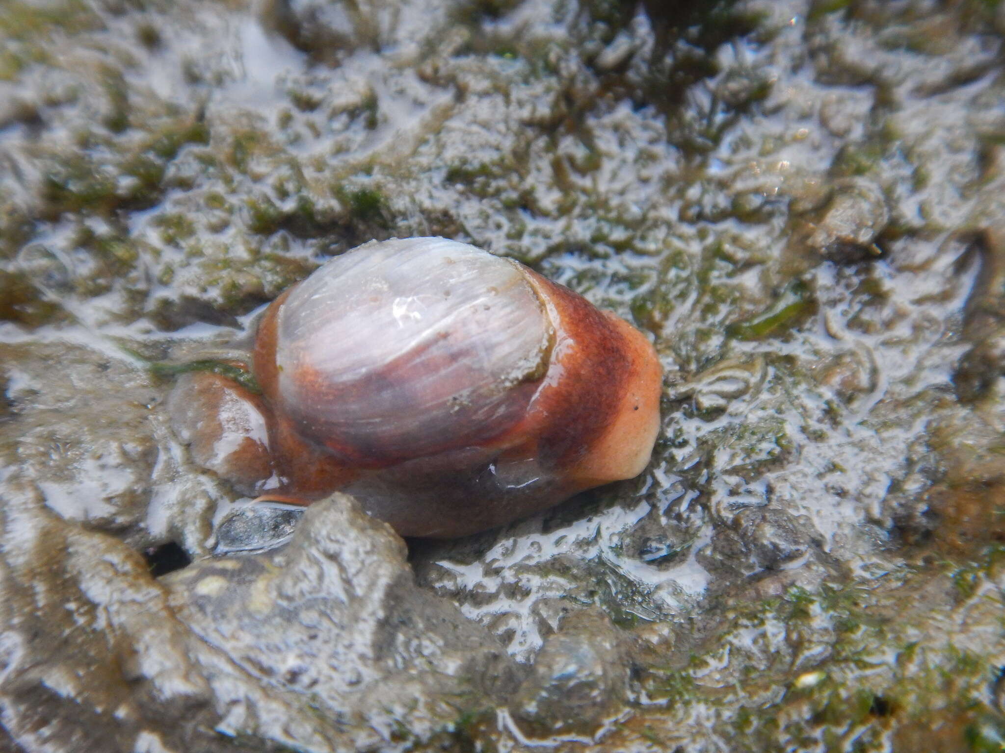 صورة Bakawan rotundata (A. Adams 1850)