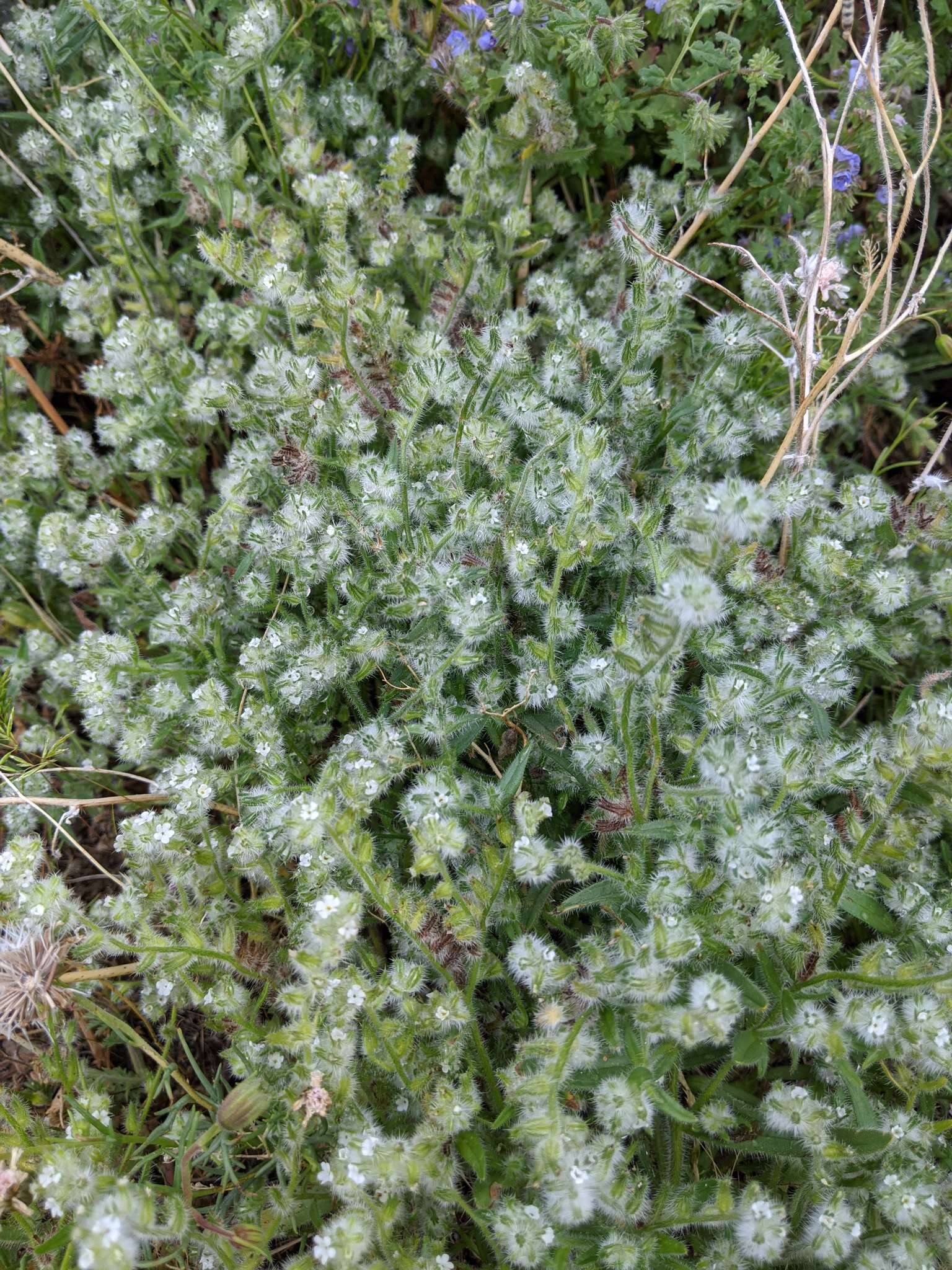 Plancia ëd Cryptantha barbigera var. barbigera