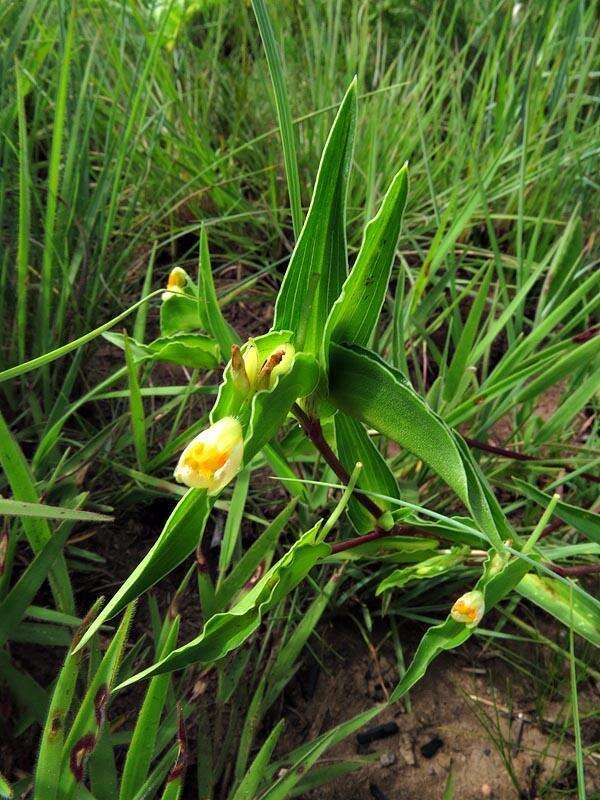 Imagem de Commelina africana L.