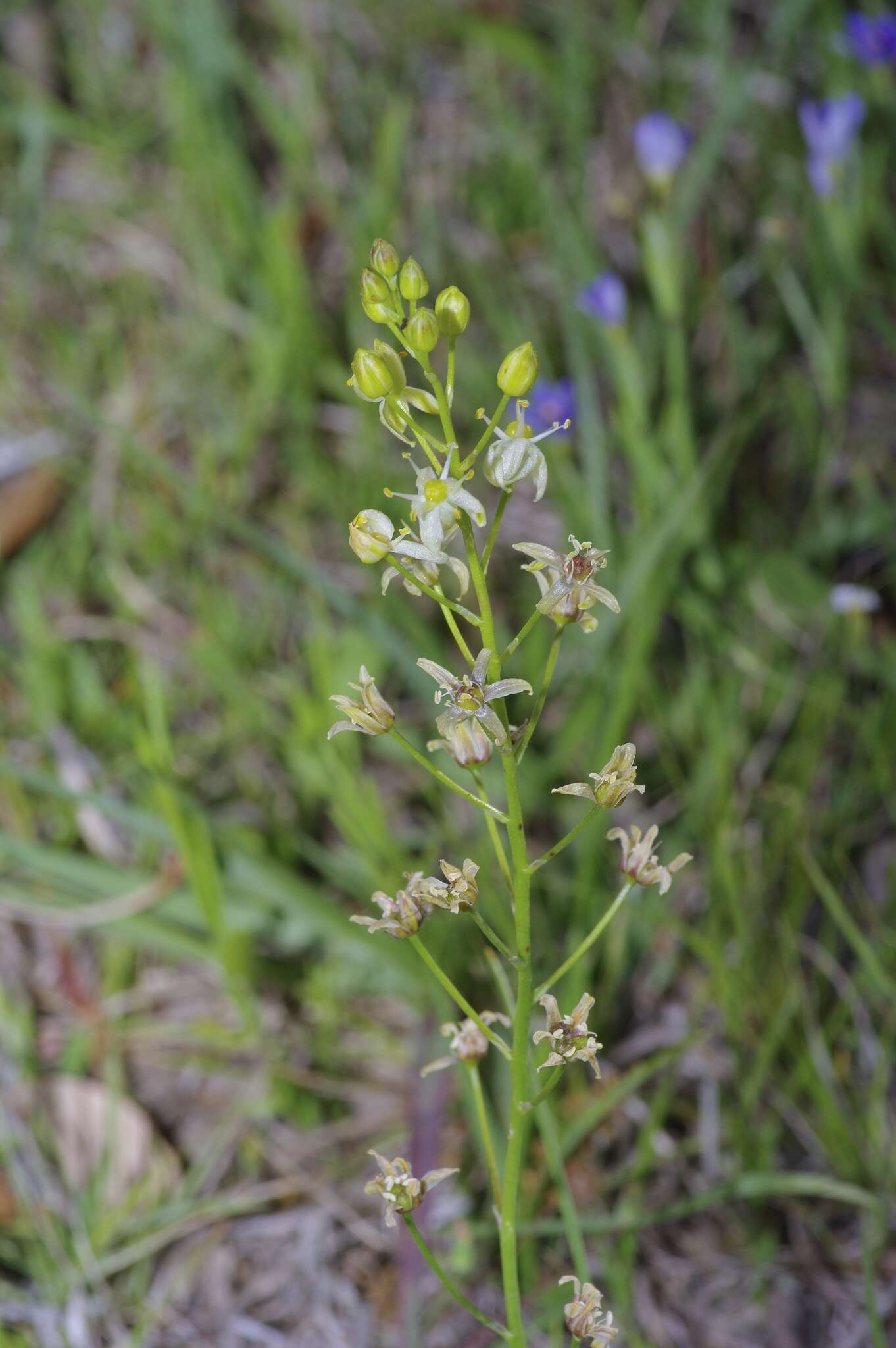 Image of Texas sunnybell