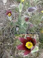 Imagem de Pulsatilla rubra (Lam.) Delarbre