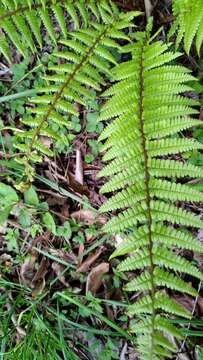 Sivun Dryopteris redactopinnata Basu & Panigr. kuva