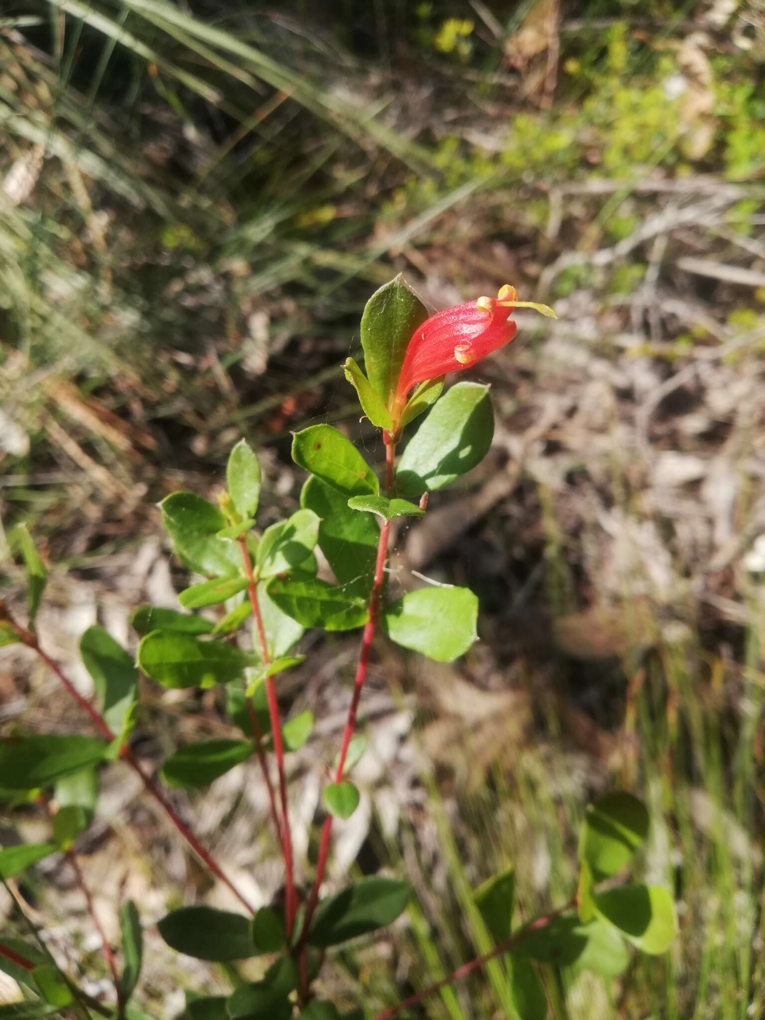 Image of Lambertia uniflora R. Br.