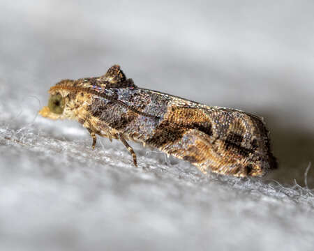 Image of Grape Berry Moth