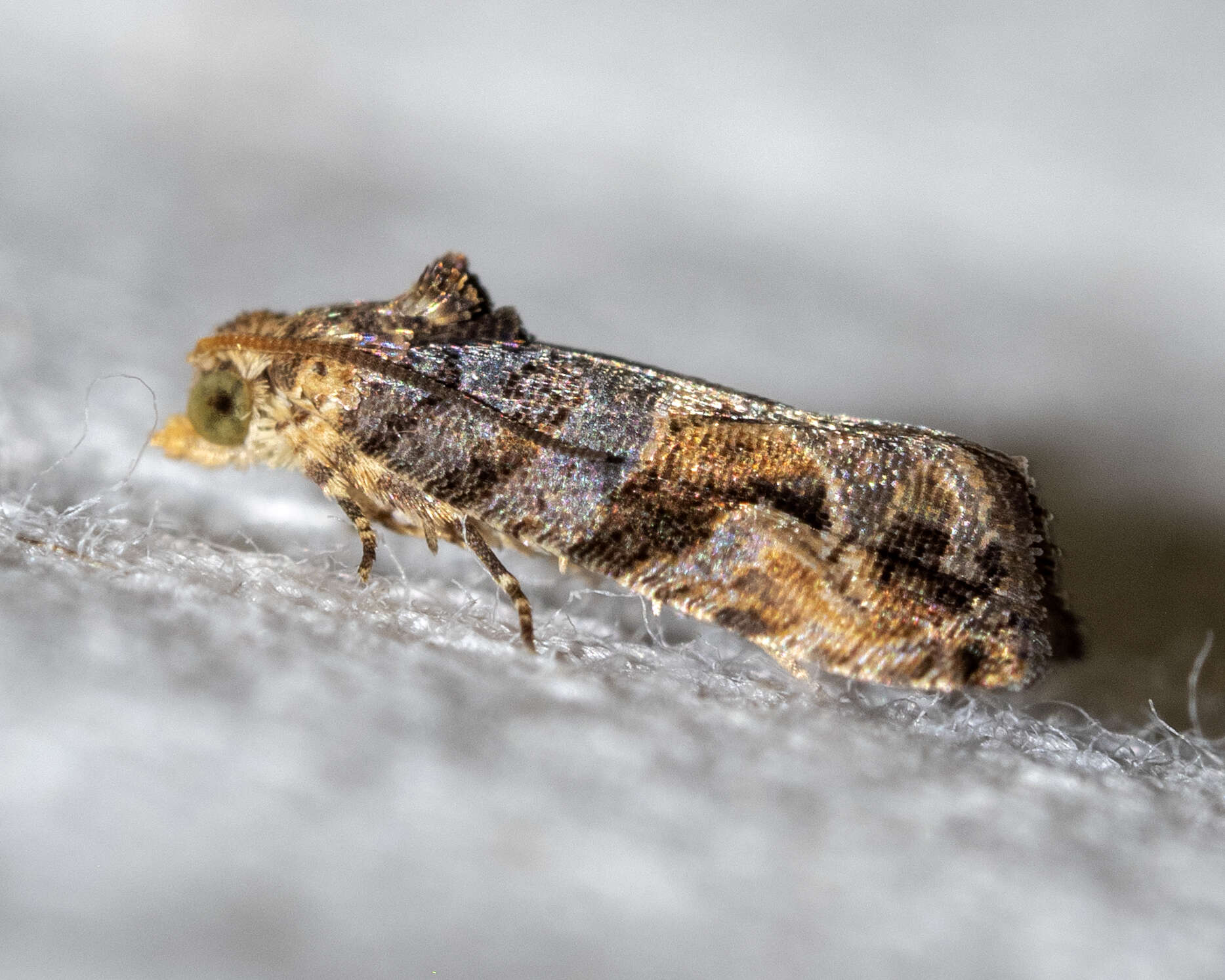 Image of Grape Berry Moth