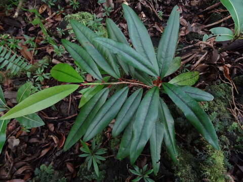 Image of Erythroxylum laurifolium Lam.