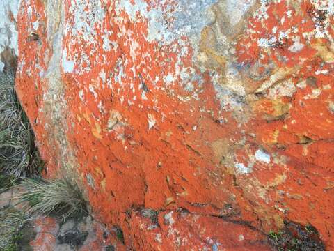 Image of Orange Rock Hair