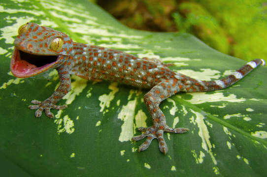 Imagem de Gekko gecko (Linnaeus 1758)