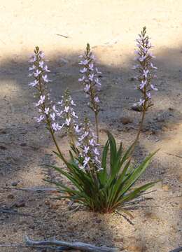 Image of Stylidium crassifolium R. Br.