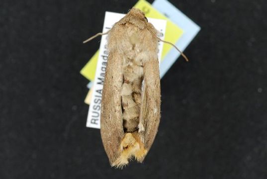 Image of <i>Apamea lateritia</i> Hufnagel 1767