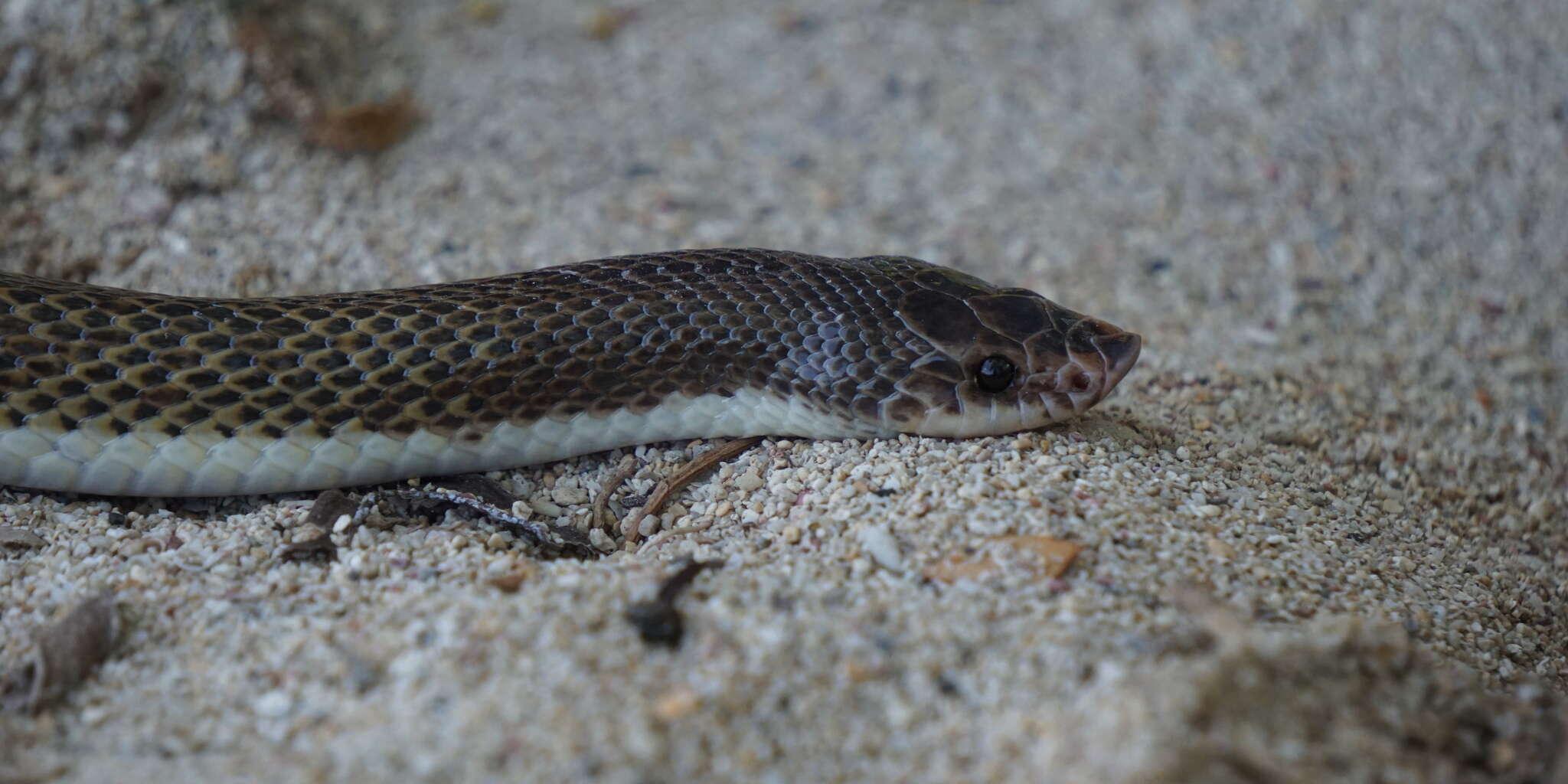 Image of Phimophis Cope 1860