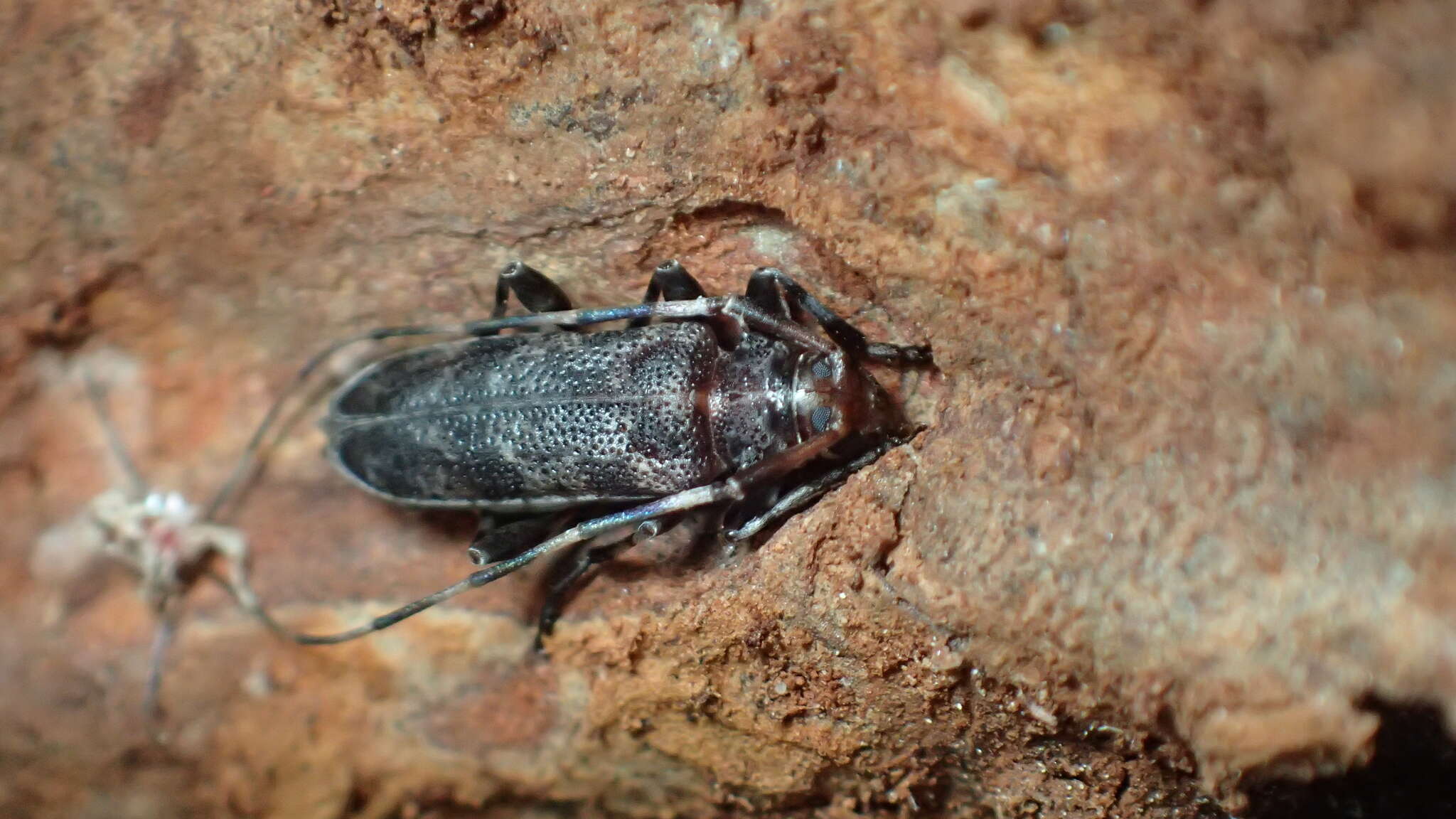 Acanthocinus obsoletus (Olivier 1795) resmi