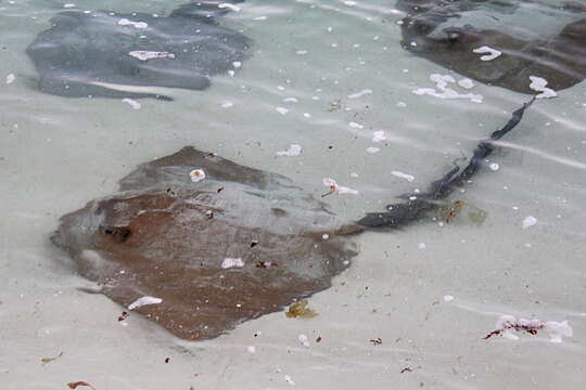 Image of Broad cowtail ray