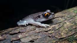 Image of Spotted Litter Frog