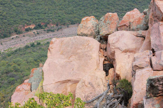 Image of Southern African Python