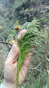 Image of Trisetum virletii E. Fourn.