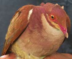 Image of Ruddy Quail-Dove