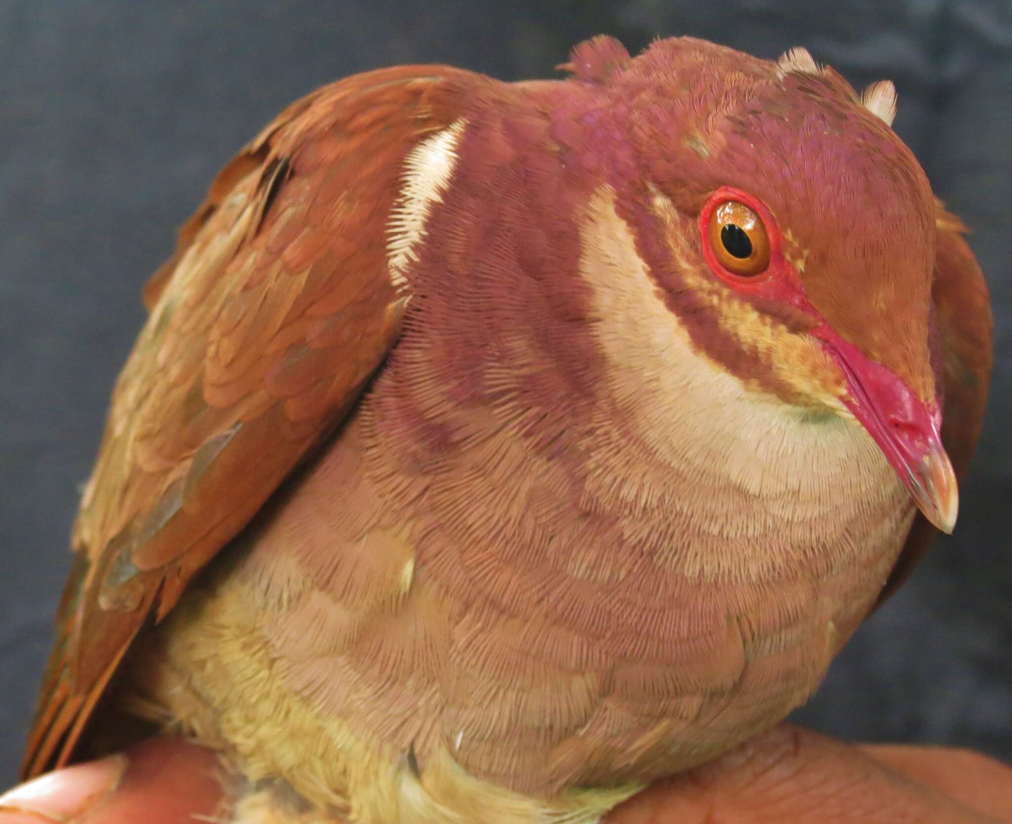 Image of Ruddy Quail-Dove