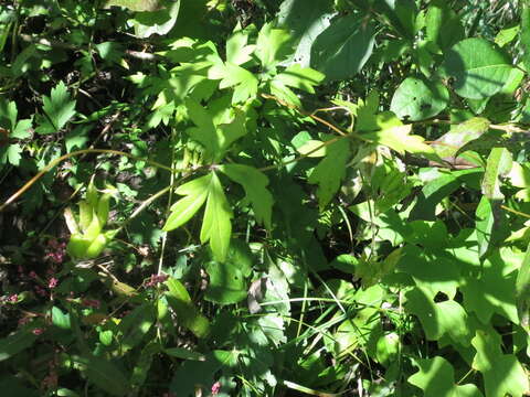 Image of Aconitum stoloniferum Vorosh.