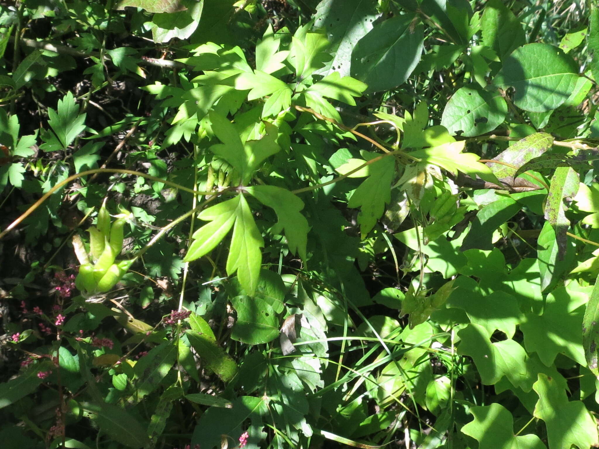 Image of Aconitum stoloniferum Vorosh.