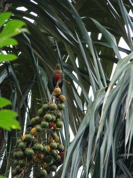 Image of Crimson-bellied Parakeet