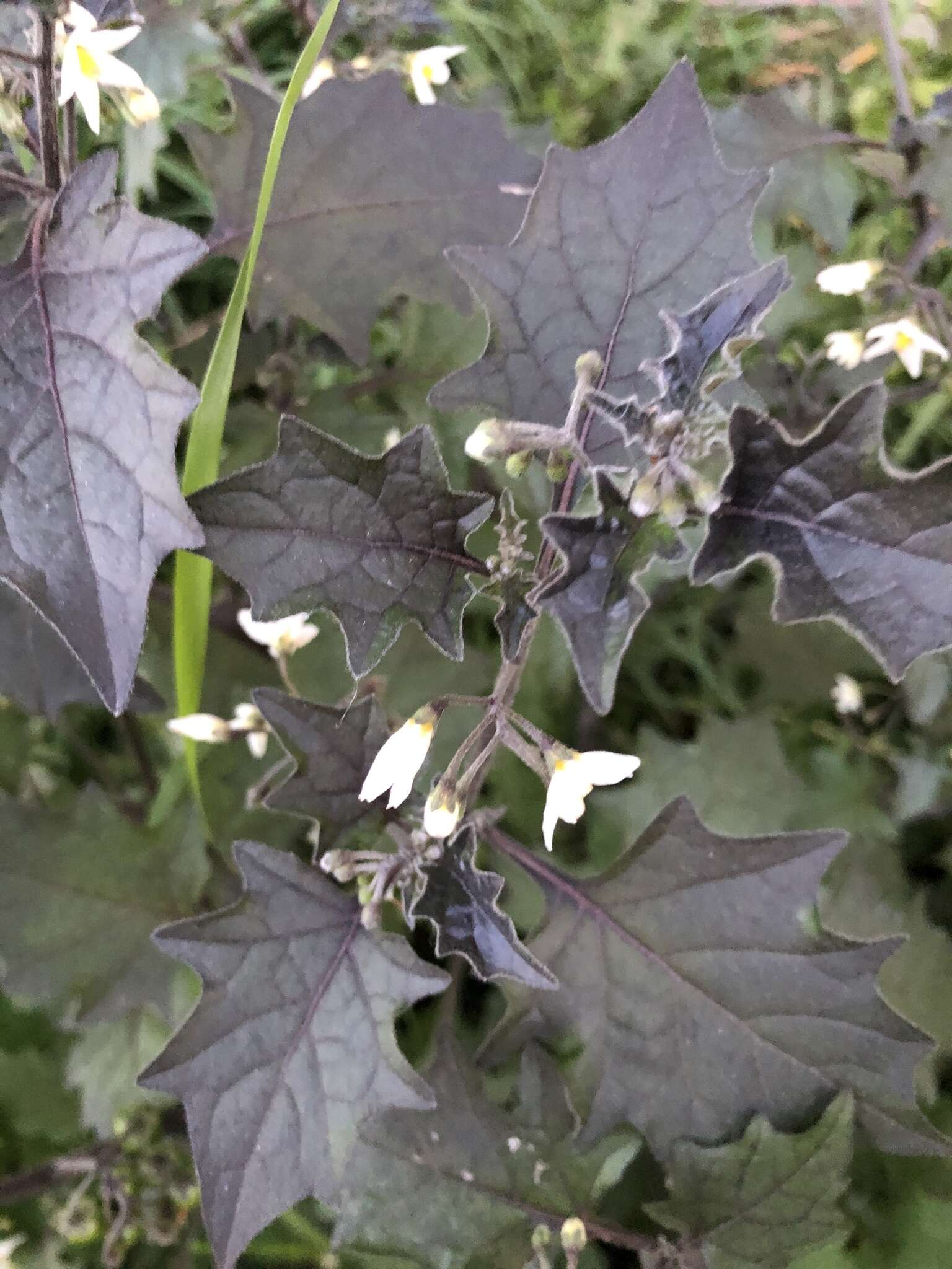 Solanum decipiens Opiz的圖片