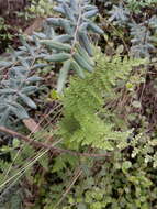 Image of Myriopteris myriophylla (Desv.) J. Sm.