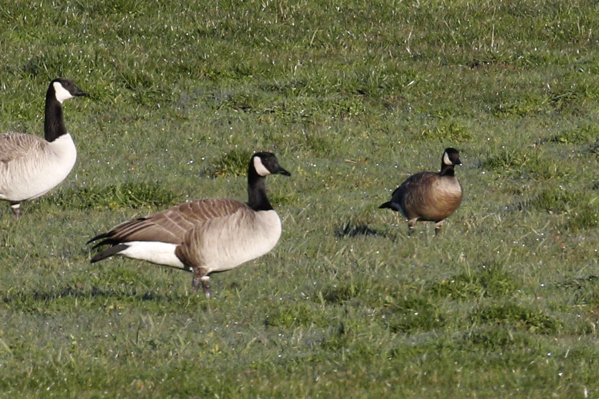 Plancia ëd Branta hutchinsii minima Ridgway 1885