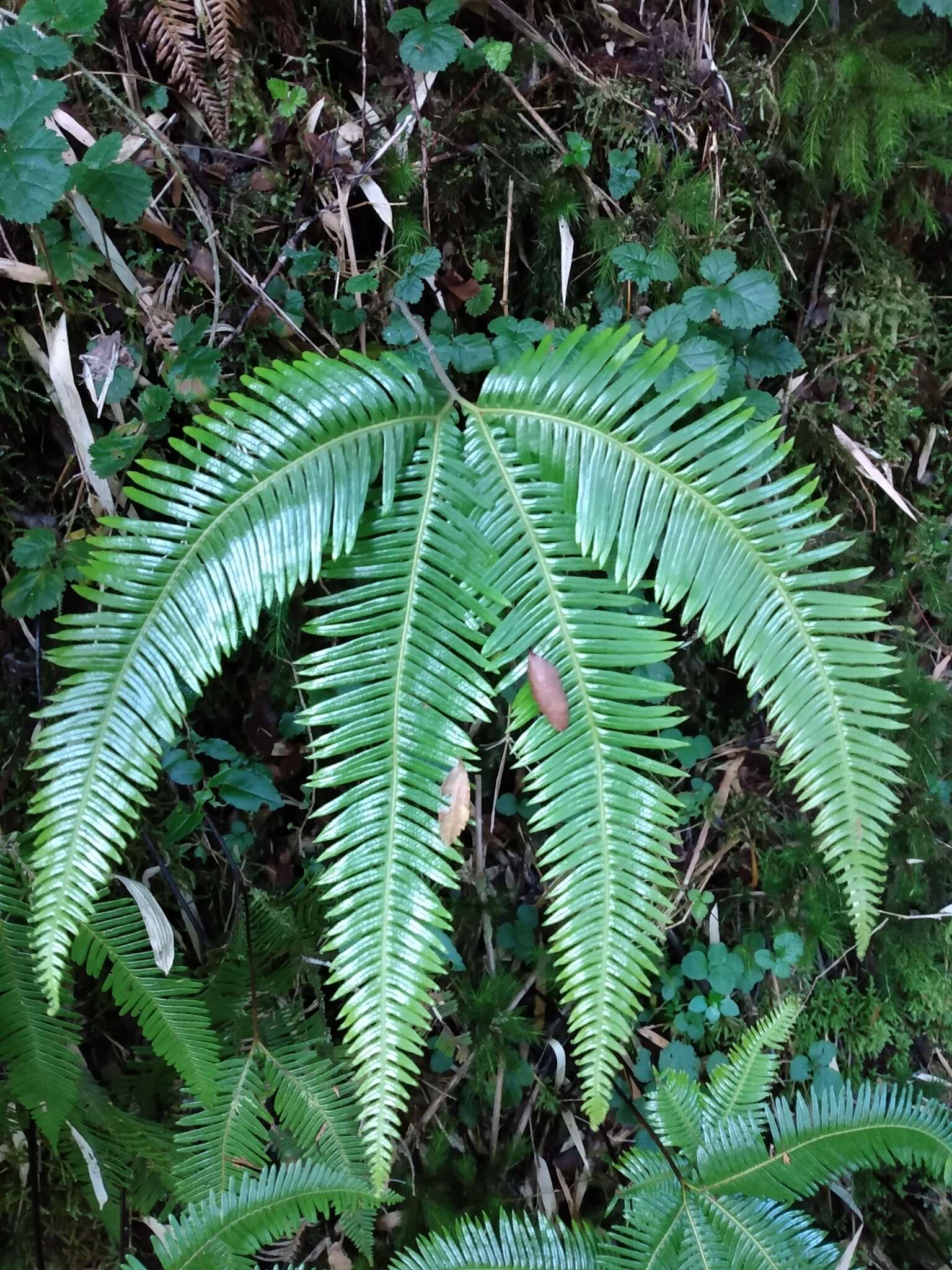 Image of Sticherus quadripartitus (Poir.) Ching