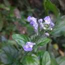 Scutellaria uliginosa A. St.-Hil. ex Benth. resmi