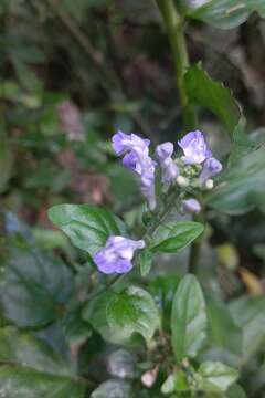 Image of Scutellaria uliginosa A. St.-Hil. ex Benth.