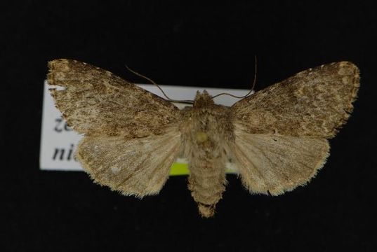 Image of <i>Apamea zeta nichollae</i>