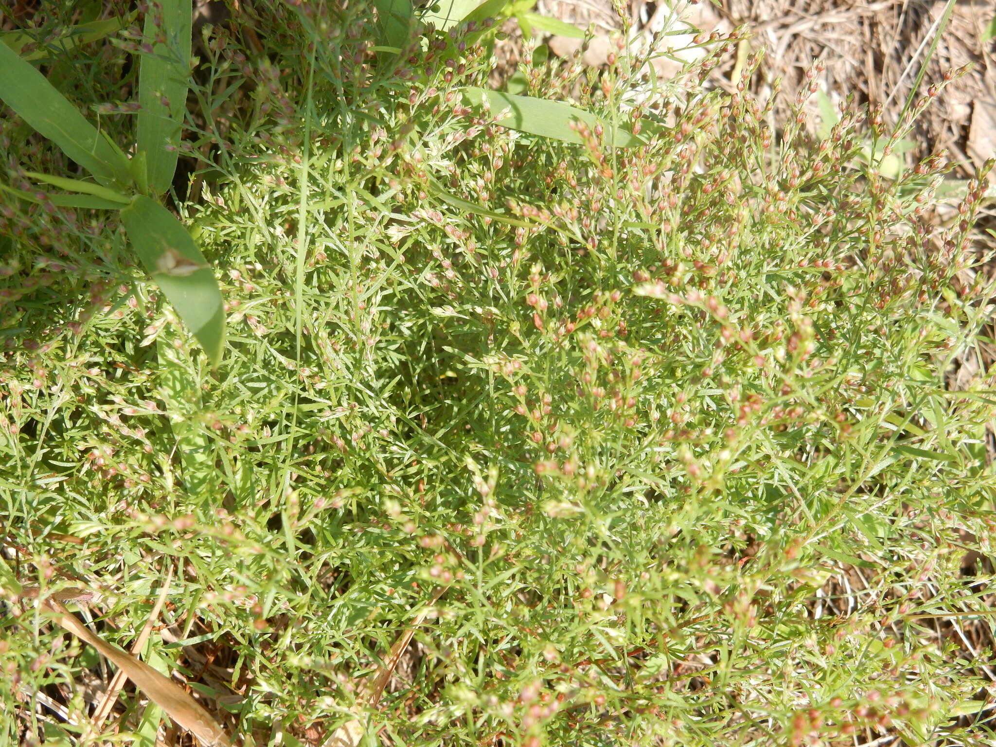 Image of narrowleaf pinweed