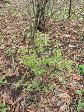 Image of early meadow-rue