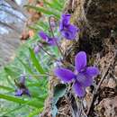 Слика од Viola japonica Langsd. ex Ging.