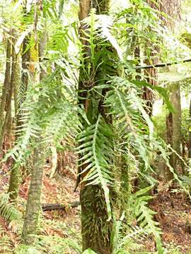 Image of Phymatosorus scandens (G. Forst.) Pic. Serm.