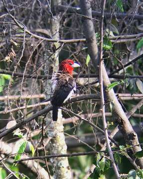 Image of Brown-breasted Barbet