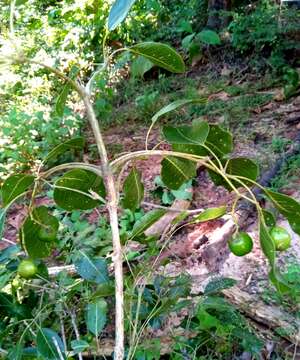 Sivun Vitex beraviensis Vatke kuva