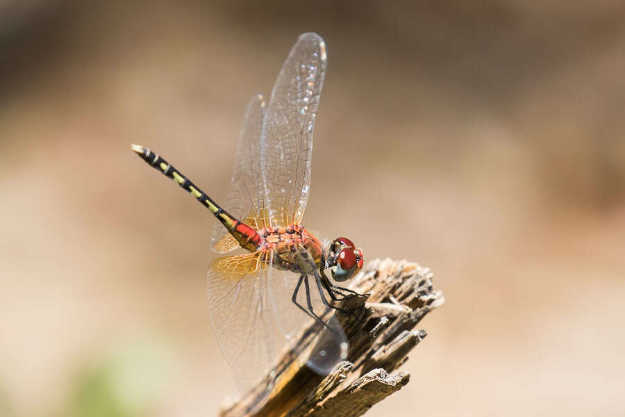 Image of Barbet Percher