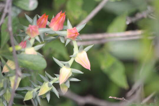 Image of Echeveria bifida Schltdl.