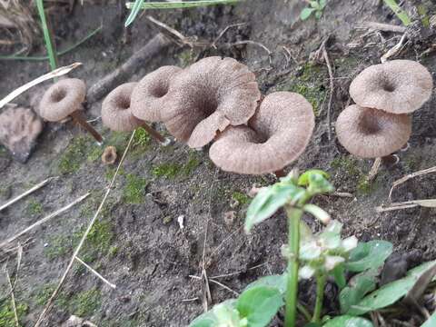 Image of Entoloma rusticoides (Gillet) Noordel. 1981