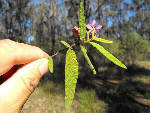 Image of Seringia corollata Steetz