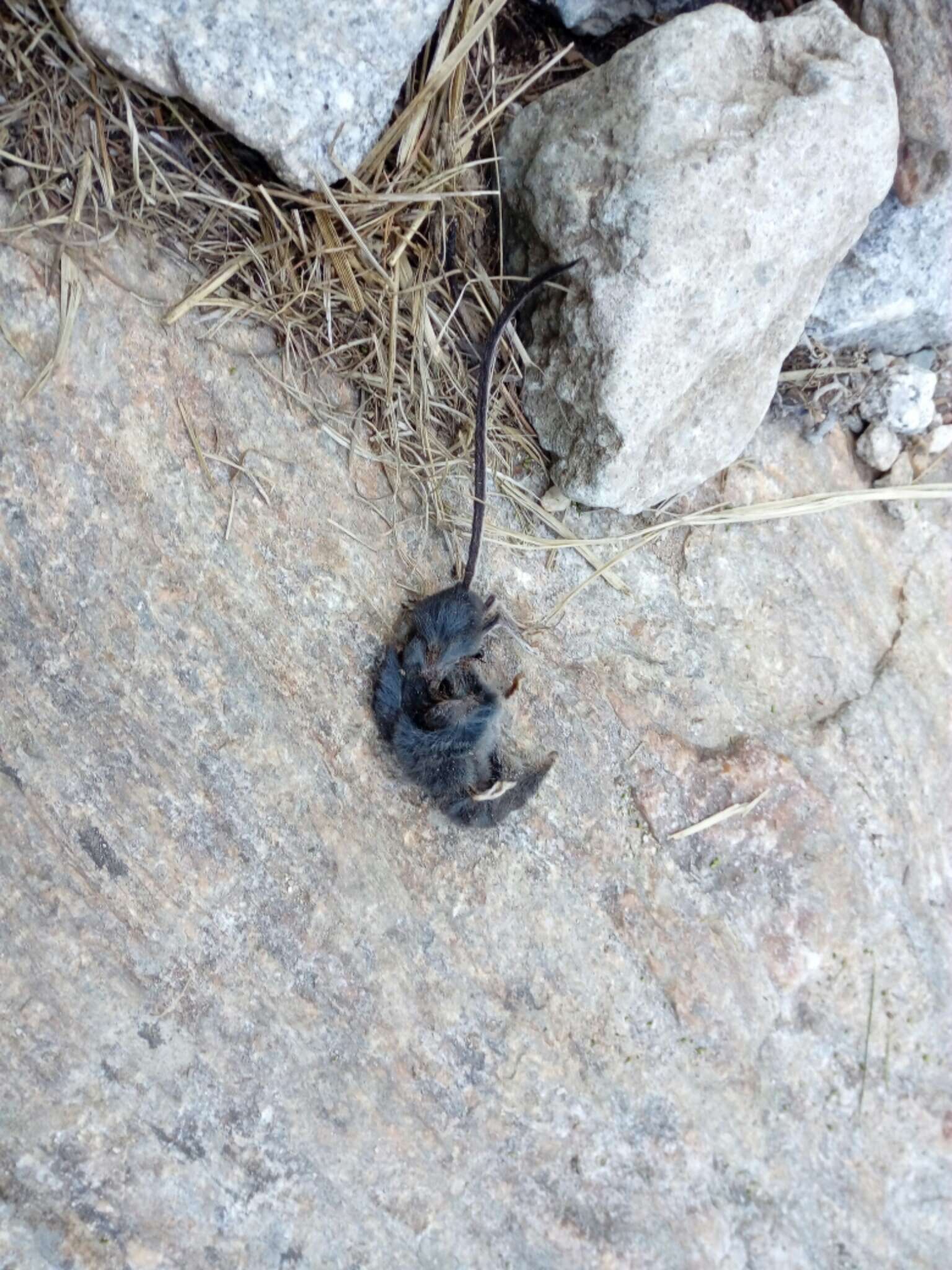 Image of Alpine Shrew