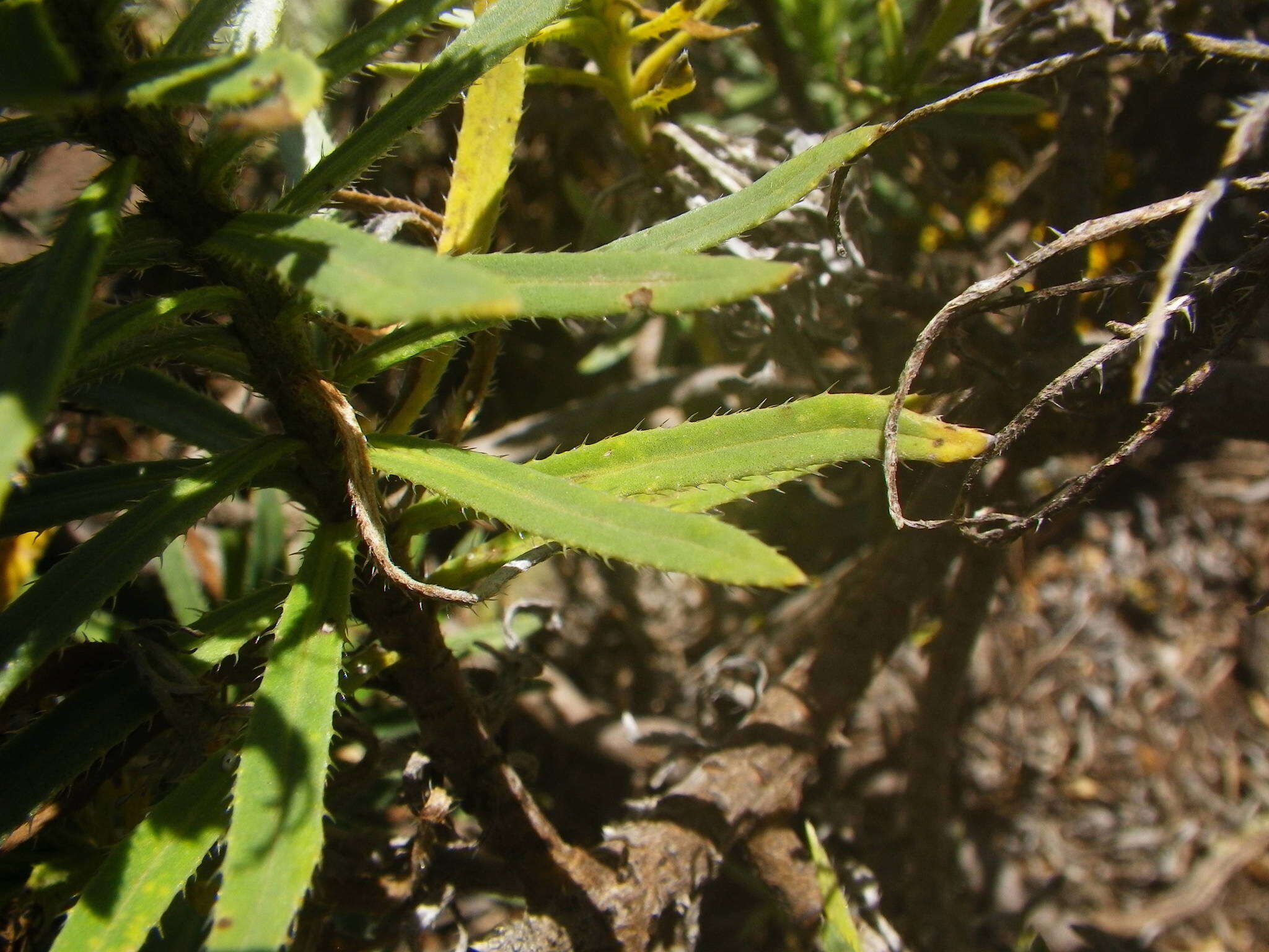 Plancia ëd Echium aculeatum Poir.