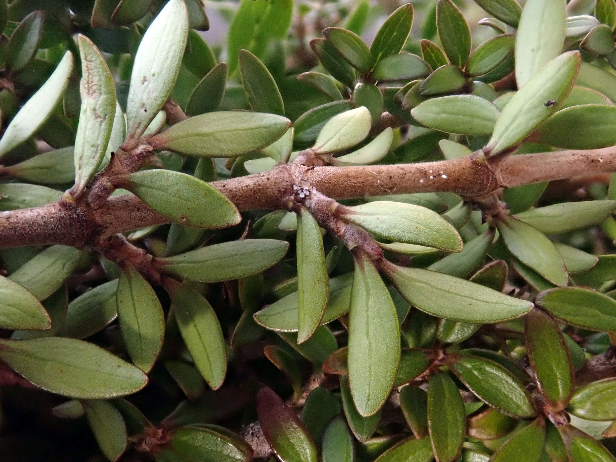 Слика од Coprosma propinqua var. latiuscula Allan