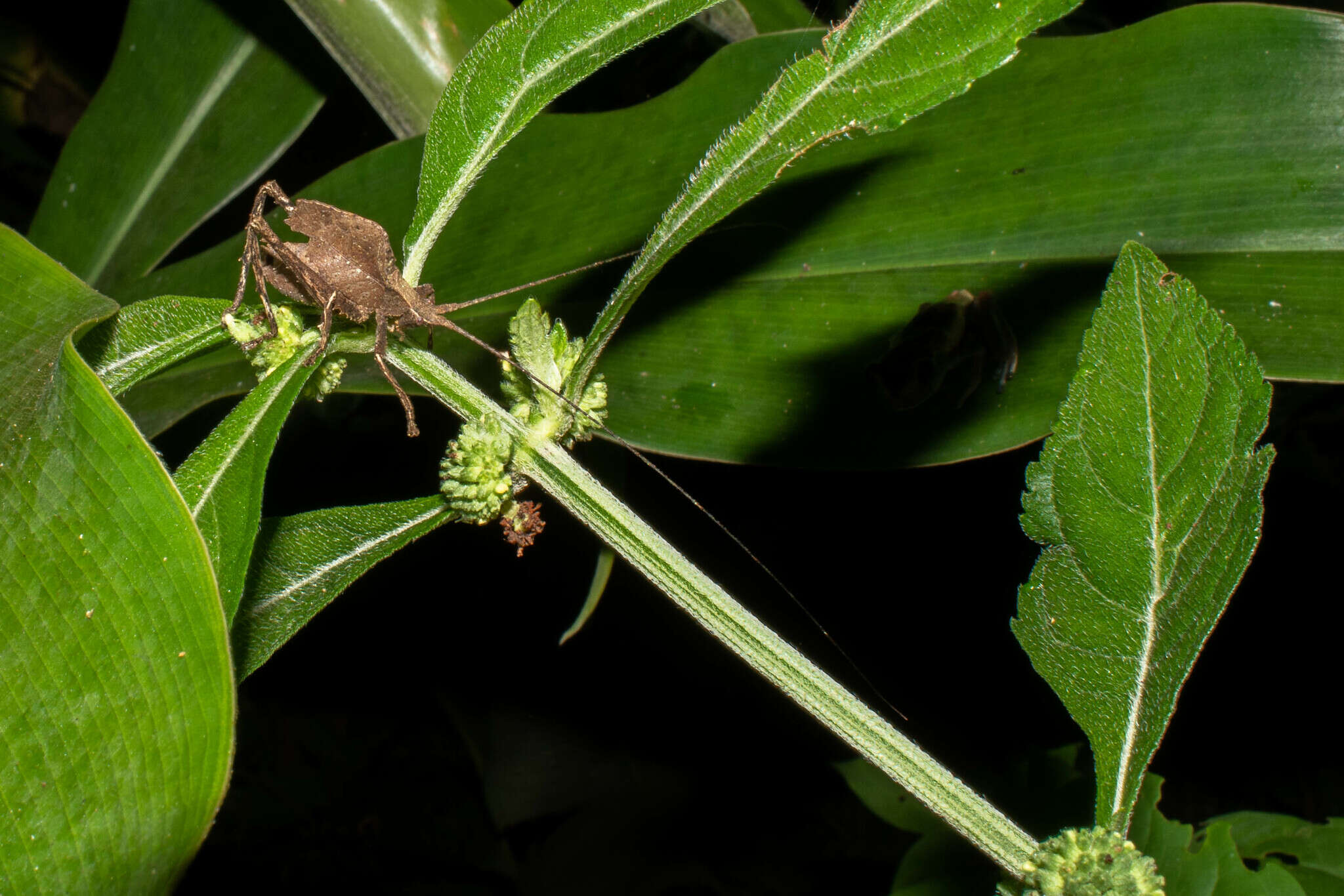 Image of Typophyllum morrisi Braun 2015