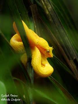 Image of Eyelash Viper