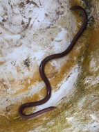 Image of Puerto Rican Coastal Blindsnake