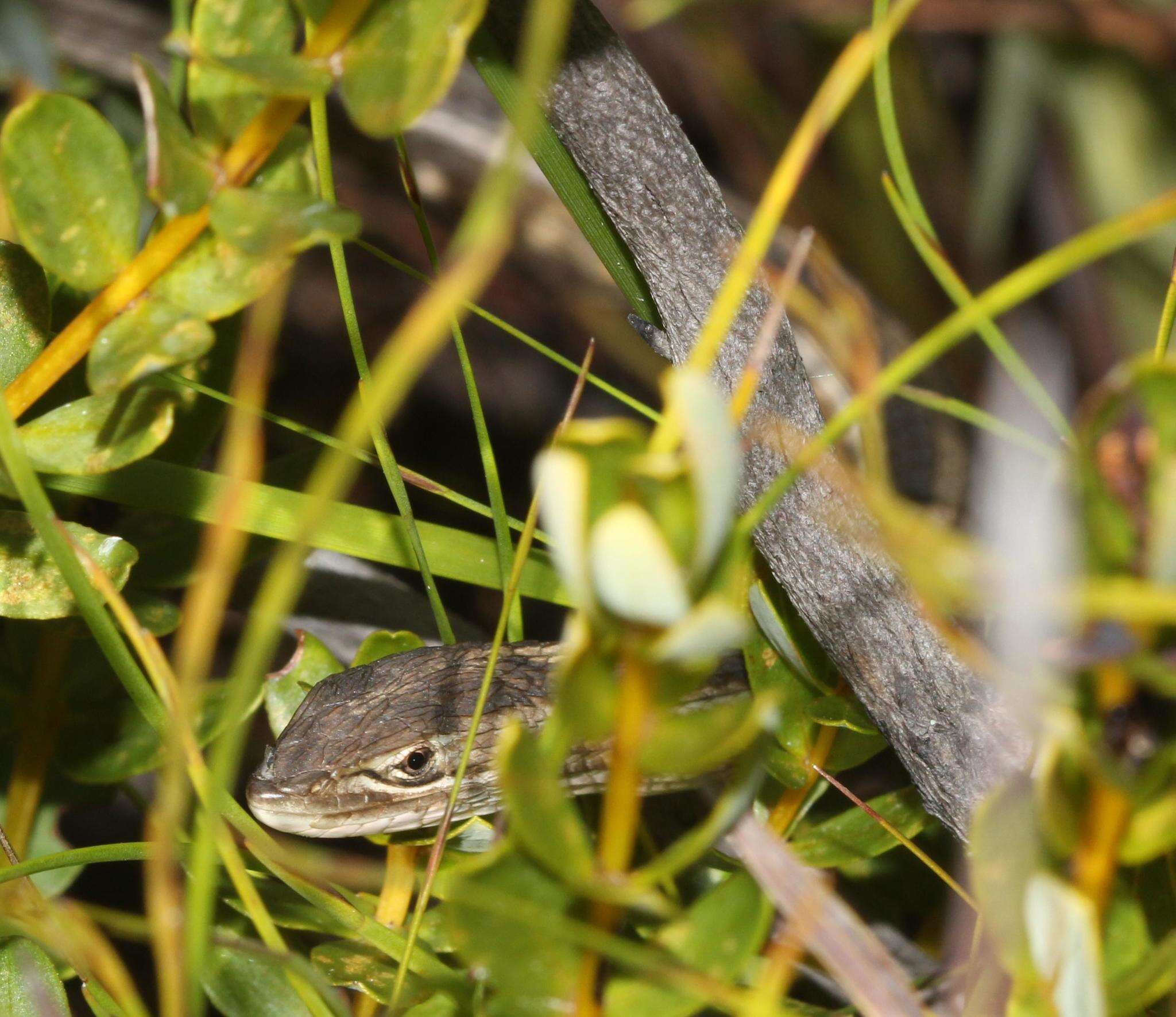 Image of Cape Snake Lizard